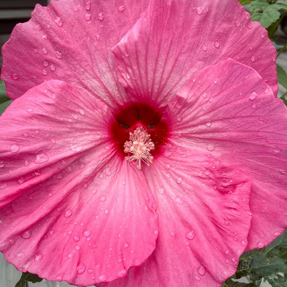 Meet your Posher - Picture 1 of 1